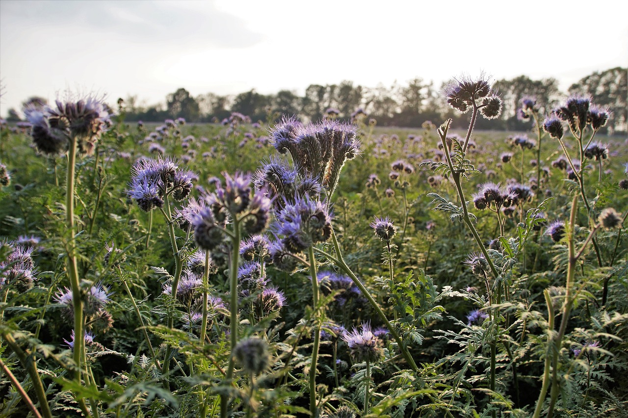 How to Make Your Own Natural Fertilizer